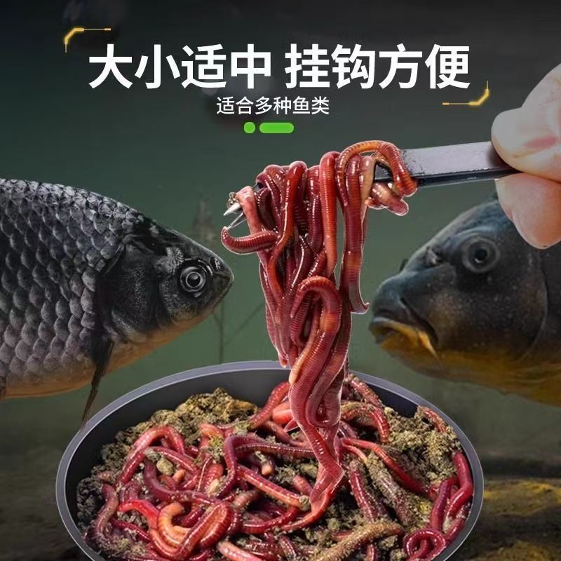 渔具店蚯蚓活饵鲜活红虫垂钓鱼饵料鲫鱼鲤鱼野钓黑坑鱼料鱼食通杀