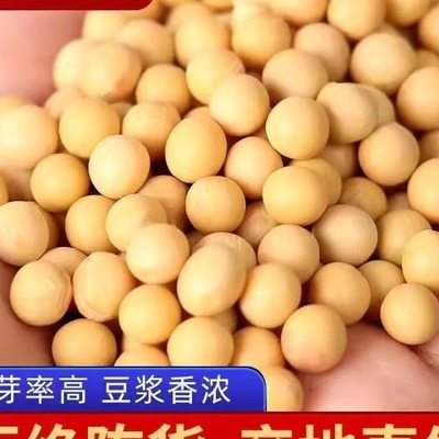 42黄豆10斤黑龙江农家黄豆豆腐豆浆大豆豆腐豆花豆腐脑笨黄豆芽