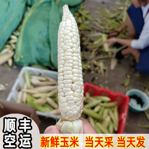 现采新鲜手指小玉米顺丰空运