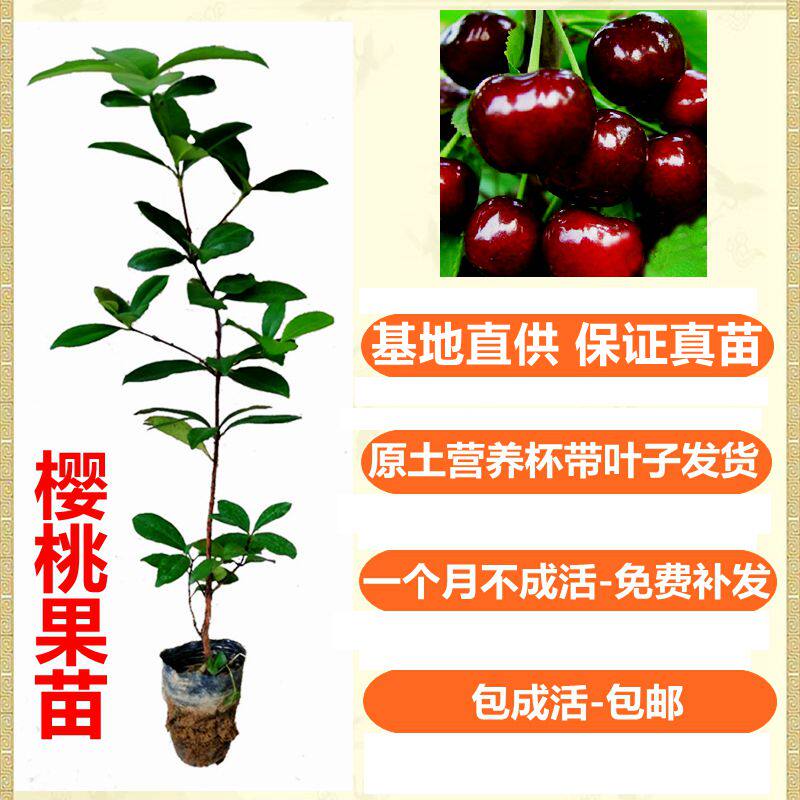 巴西樱桃苗樱桃苗可盆栽庭院种植带叶带泥杯发货巴西樱桃树苗包邮,鲜花速递/花卉仿真/绿植园艺,果树,淘宝优惠券,粉丝福利购,淘宝优惠卷