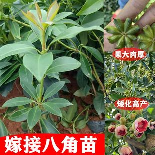 八角树苗嫁接苗八角苗广西八角树苗矮化高产茴香苗罗马大红八角