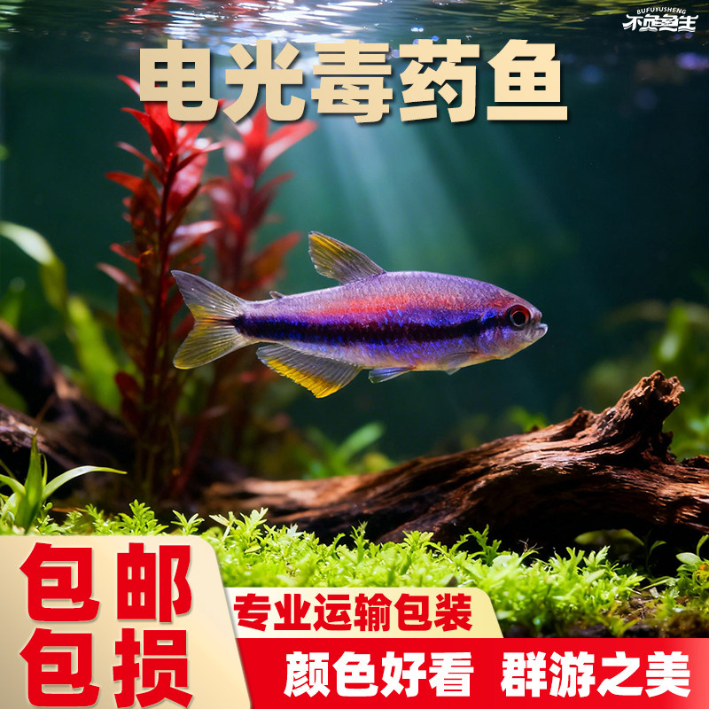 电光毒药灯鱼小型鱼热带鱼淡水鱼观赏鱼南美草缸群游灯科活体小鱼