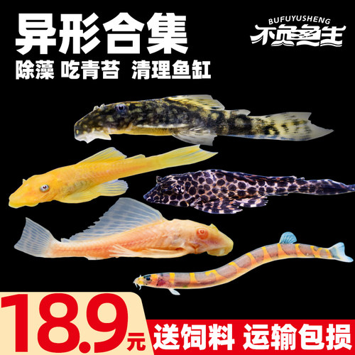 黄金胡子鱼女王大帆工具鱼除藻鱼