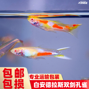 黄化安德拉斯双剑尾白化孔雀鱼凤尾鱼热带淡水观赏鱼小型鱼胎生鱼