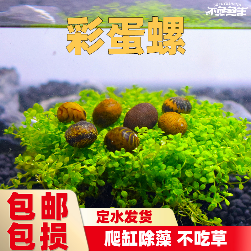 迷你彩蛋螺除藻螺工具螺草缸观赏螺活体螺苹果螺斑马螺黄金螺包邮