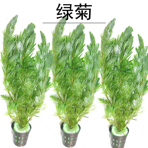 水草植物绿菊花鱼缸真淡水水族箱