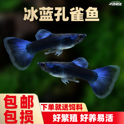 冰蓝孔雀鱼蓝礼袍孔雀鱼胎生鱼凤尾鱼好养小活鱼热带鱼观赏活鱼