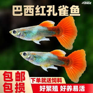 巴西红扇孔雀鱼全红孔雀鱼胎生鱼凤尾鱼好养小活鱼热带鱼观赏活鱼