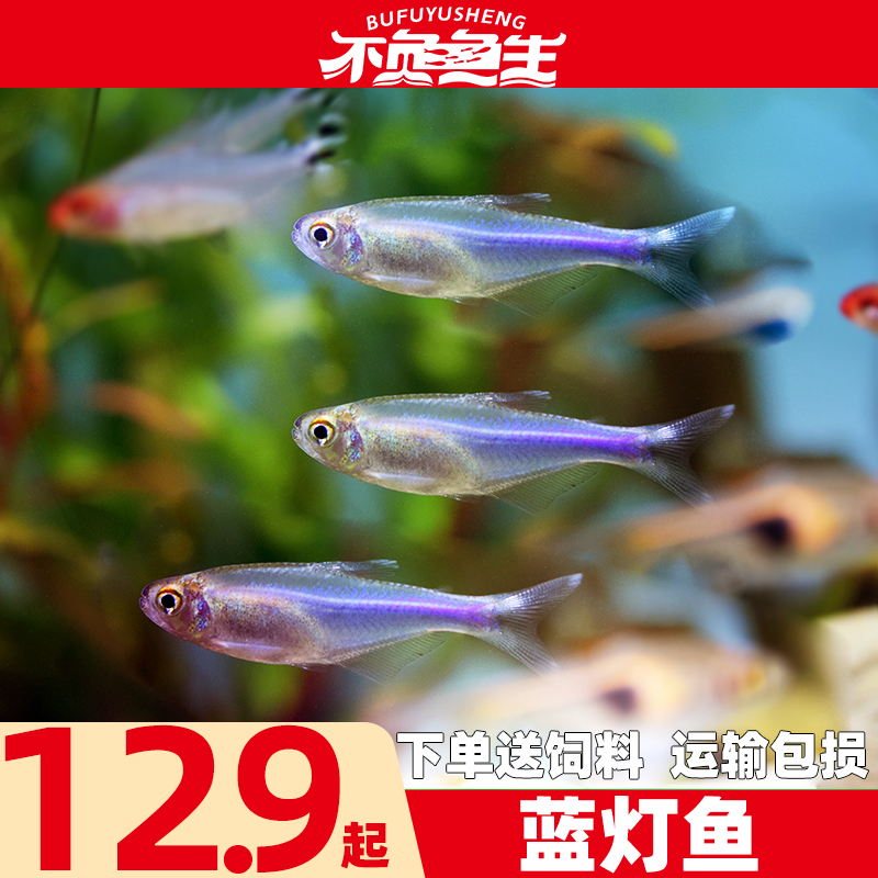 蓝刚果灯鱼观赏鱼热带鱼活体鱼