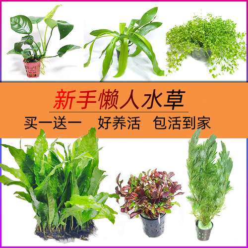 蜈蚣草趴地矮珍珠水草植物造景