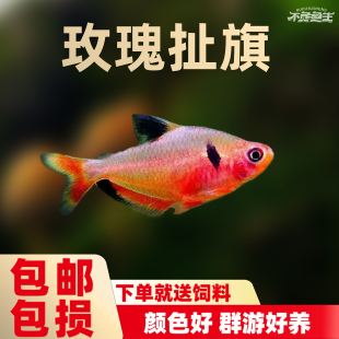 红玫瑰扯旗鱼红大勾红叉黑尾大勾鱼淡水鱼小型热带观赏鱼好养活体
