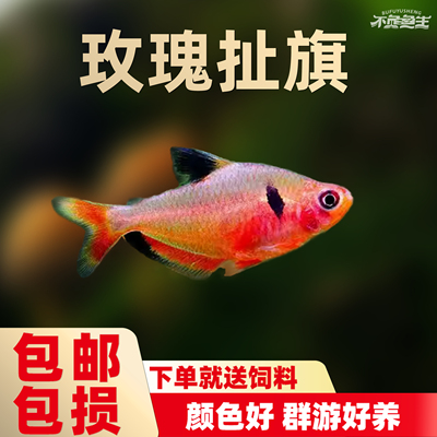 红玫瑰扯旗鱼红大勾红叉黑尾大勾鱼淡水鱼小型热带观赏鱼好养活体