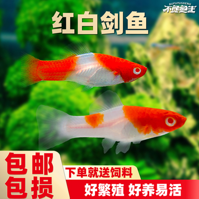 红剑鱼红白剑红箭燕尾红剑