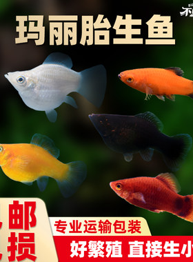 皮球玛丽鱼观赏鱼小型胎生鱼