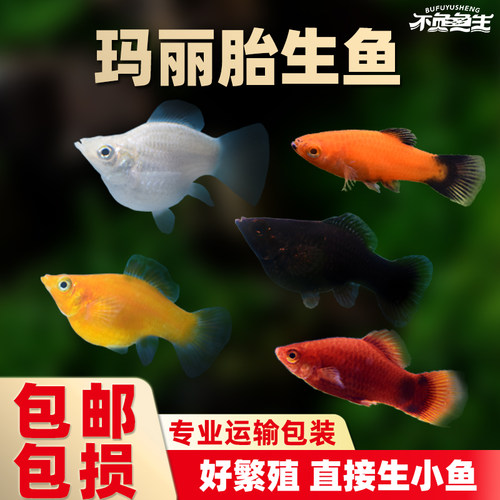 皮球玛丽鱼观赏鱼小型胎生鱼