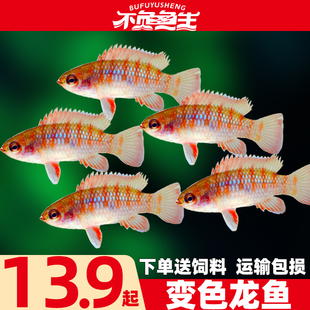 火焰变色鱼小型鱼热带鱼观赏鱼灯科鱼火焰龙鱼淡水鱼好养鱼活体鱼