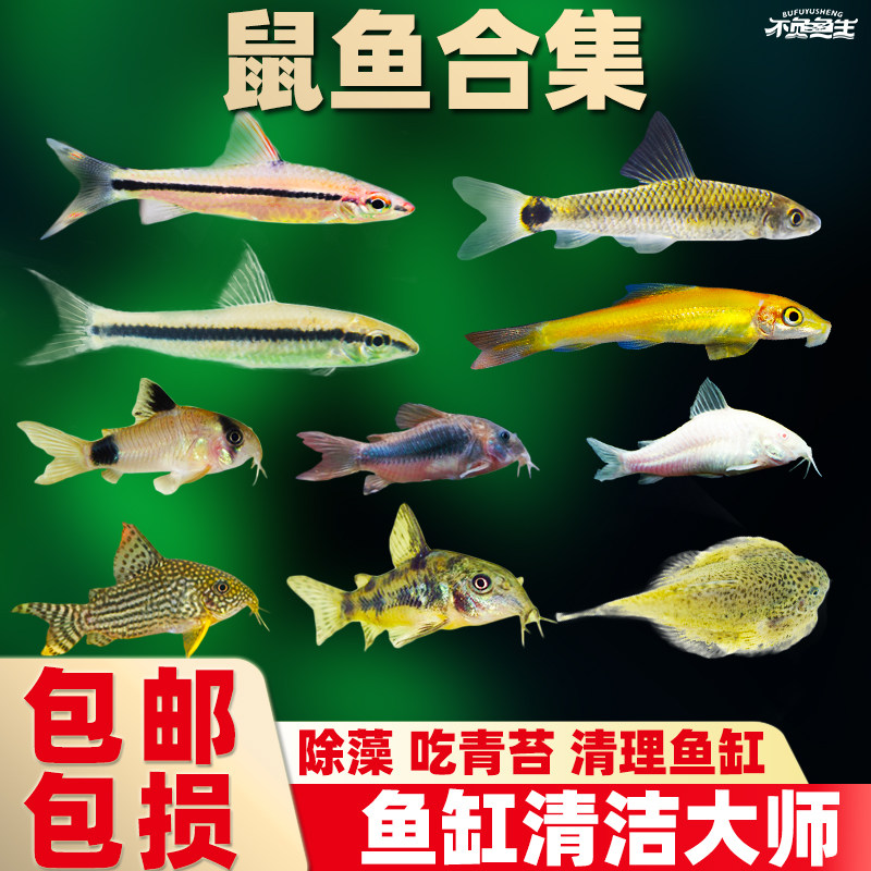 熊猫鼠鱼小老鼠鱼金苔鼠底栖清洁功能工具鱼清道夫热带观赏淡水鱼