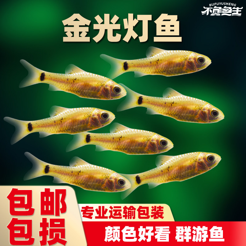 金光灯鱼金元宝鱼红绿灯科鱼小型鱼淡水鱼热带鱼观赏鱼水族活体鱼