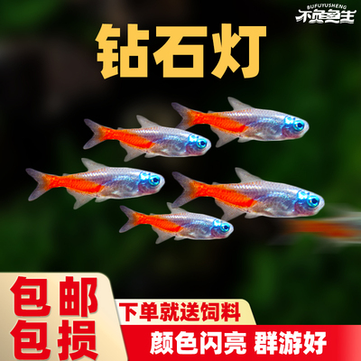 钻石灯鱼活体鱼热带小型红绿灯科鱼观赏鱼宝莲灯淡水群游好养活体