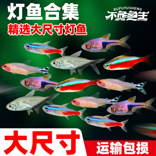 红绿灯鱼宝莲灯热带鱼观赏鱼活体