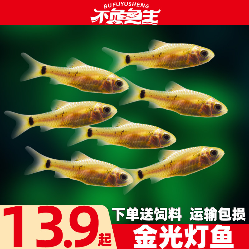 金光灯鱼金元宝鱼红绿灯科鱼小型鱼淡水鱼热带鱼观赏鱼水族活体鱼