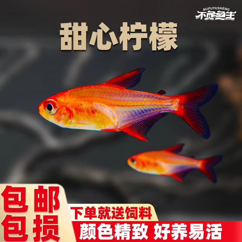 甜心柠檬鱼小型热带观赏鱼