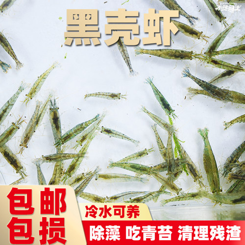 黑壳虾除藻虾冷水虾工具虾活体虾