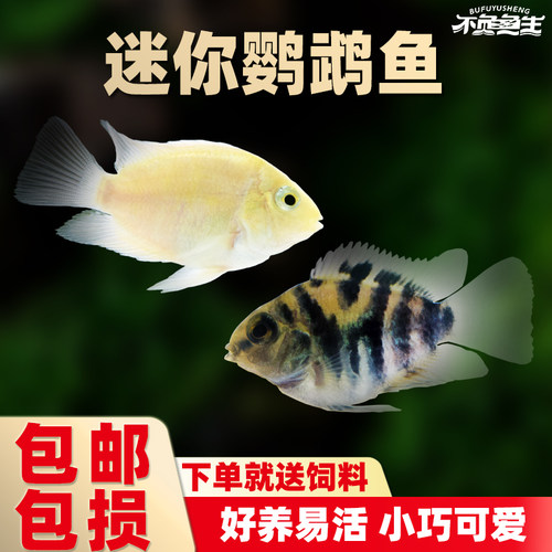 迷你鹦鹉鱼淡水鱼小型活体观赏鱼