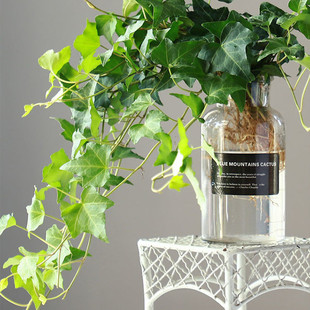 青叶常春藤加长水培植物垂吊兰盆栽水生花卉办公室内花苗盆景绿植