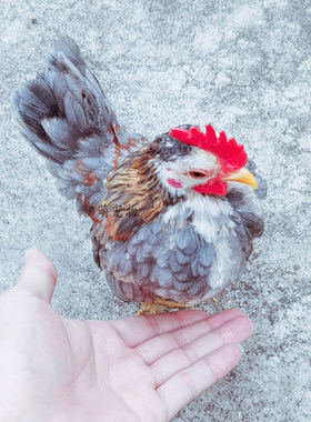 塞拉玛异色灰公鸡成年种鸡