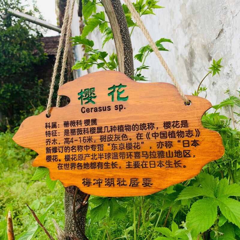 木头标识牌草木介绍牌植物花卉标识牌树木标牌插地牌实木树牌定制