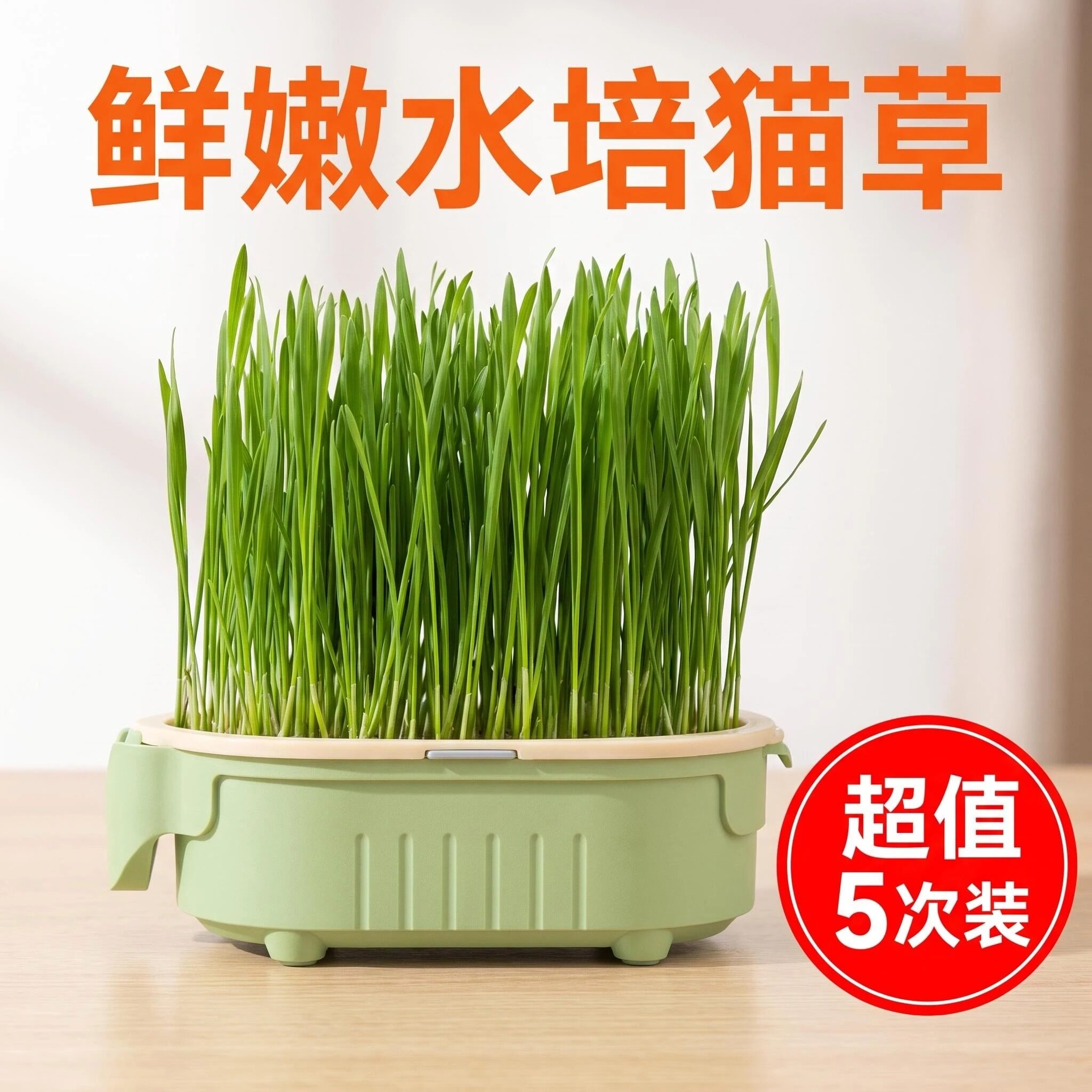 无土水培懒人自种化毛即食猫草