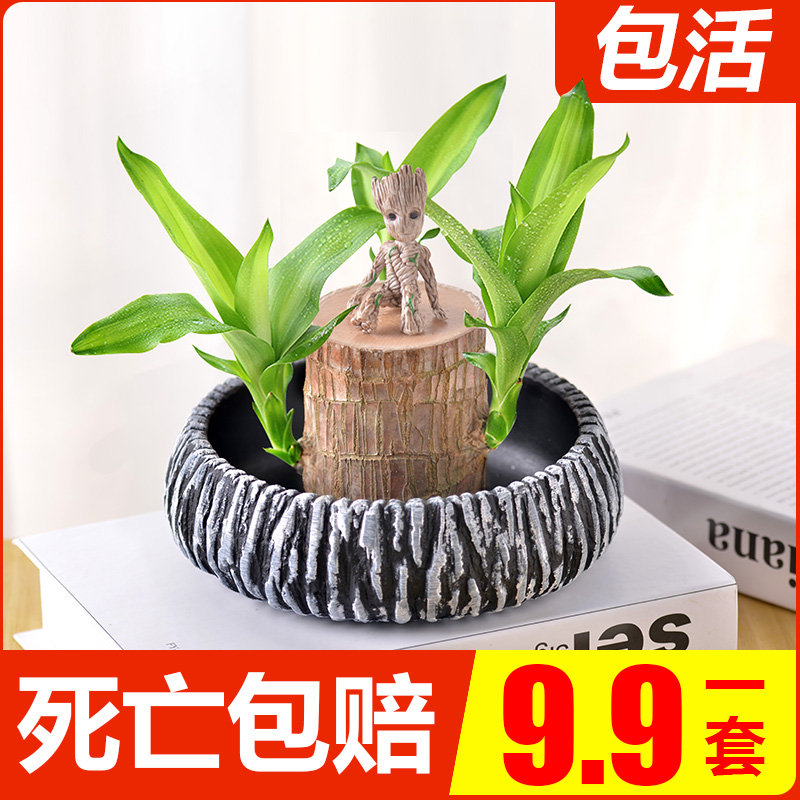 巴西木水养幸运木带芽四季懒人办公室内桌面小盆栽水培室内绿植物