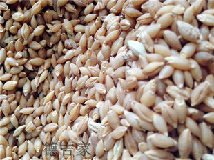 西藏特产 白青稞米 拉萨农家 高原粗粮/营养健康 500克 五斤包邮