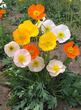 虞美人种子冰岛红色混色重瓣 春播秋播低矮多年生耐寒花卉花海