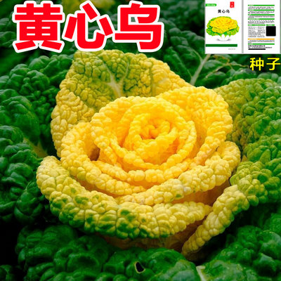 黄心乌菜种子 乌塌菜菊花芯种子黄心菜白菜淮南特色菜四季可播种