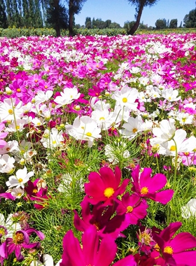 波斯菊种子格桑花种子花卉种籽菊花易活播种开花矮杆盆栽室内室外