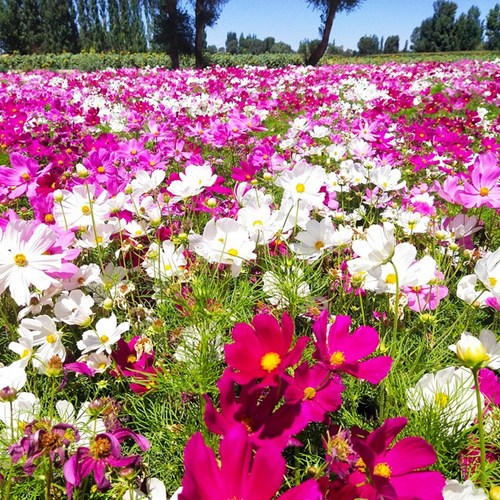 波斯菊种子格桑花花卉矮杆室内
