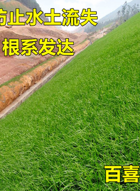 百喜草种子宽叶雀稗道路护坡水土保持牧草堤坝绿化草坪籽日出种业