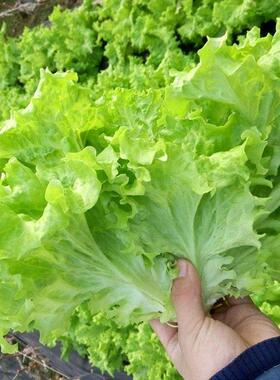 四季奶油生菜种子玻璃生菜意大利紫叶阳台盆栽家庭种植蔬菜有机籽