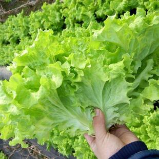 奶油生菜种子玻璃生菜意大利紫叶阳台盆栽家庭种植蔬菜有机籽 四季