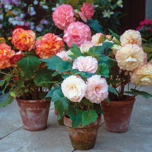 25年现货 进口球根海棠种球-芳香系列 绿园花开 夫妻海棠球根花卉