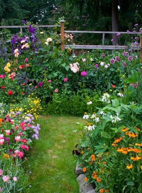 多年生四季野花组合种子开花播种草花花卉籽易活波斯菊百日草花海