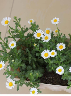 白晶菊种子 白色小菊花种子 易活播种耐寒耐半阴室外盆栽花卉种子