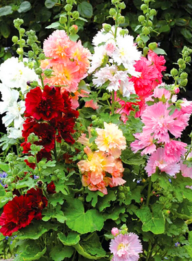 蜀葵种子  一丈红 景观花卉种子 工程园林绿化花草花种子