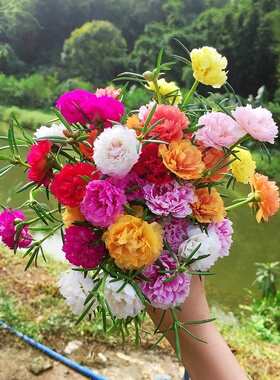 重瓣太阳花花种子花籽四季播种室内花卉易活室外种孑花种籽子盆栽