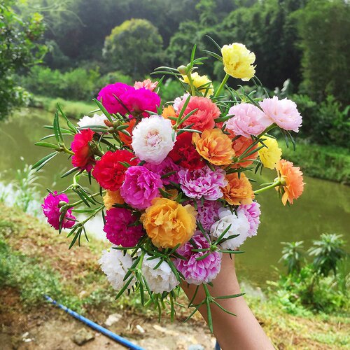 重瓣太阳花花种子易活