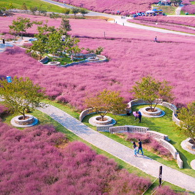 粉黛乱子草种子花易活室外景观芒