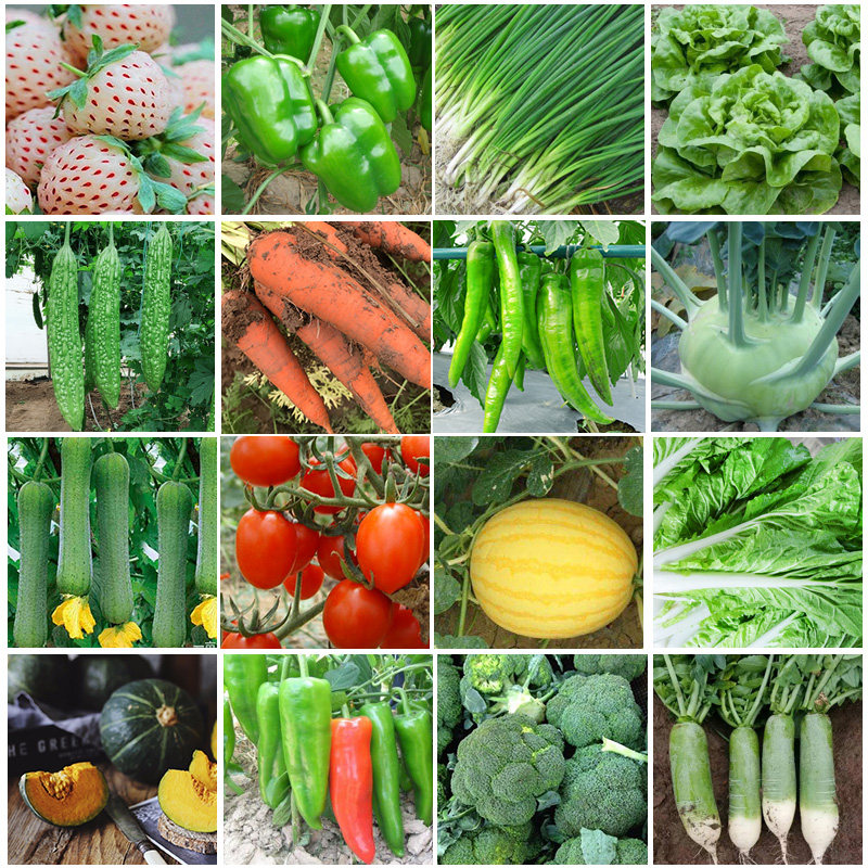 蔬菜种子籽孑大全四季播种香菜生菜番茄辣椒阳台盆栽地栽农家菜园