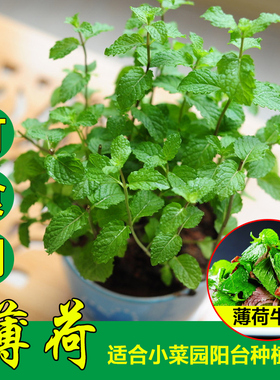 薄荷种子食用野生留兰香柠檬猫薄荷美国薄荷室内外阳台盆栽香草籽